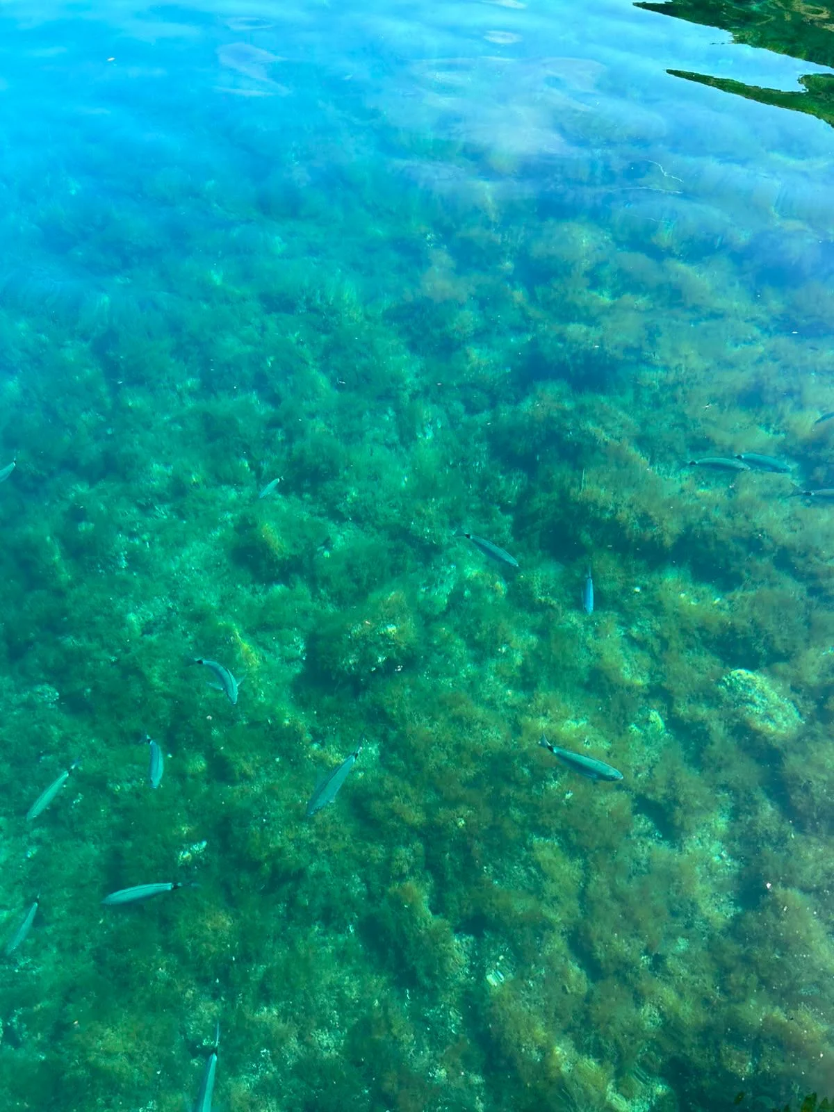 Otok Krk